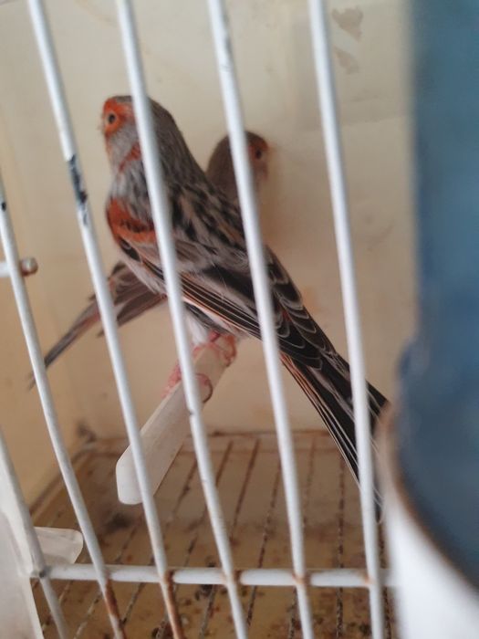 Canários agatas, casal