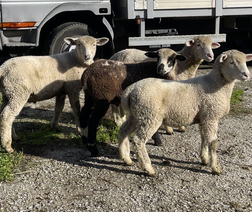 Borregos/borregas ( île de france , p3 )