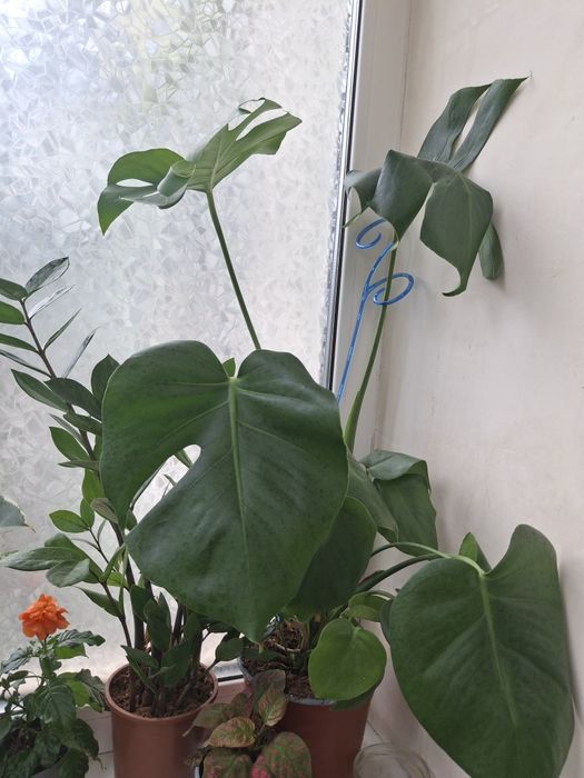 Комнатные растения, цветы.