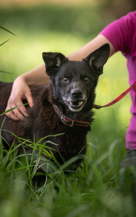 ,,zwykły czarny i brzydki pies"-tak o nim mówią. Zobaczysz coś więcej?