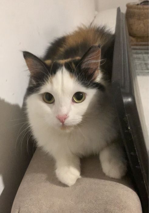 Кошка кошечка котенок