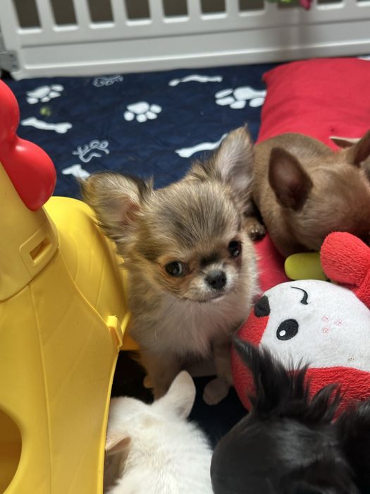 CHIHUAHUA  chłopiec  długowłosy :)