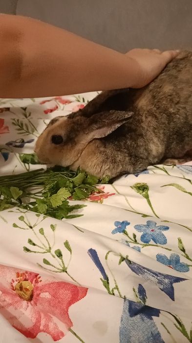 Oddam królika za darmo