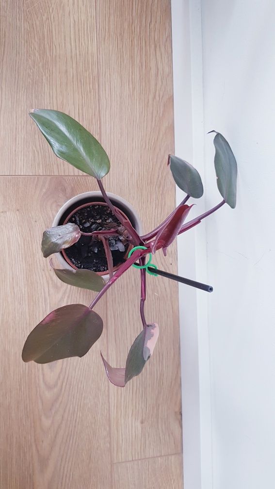 Philodendron Pink Princess