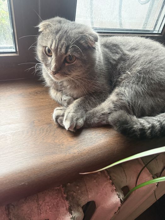 Віддається в добрі руки Вислоуха кішечка