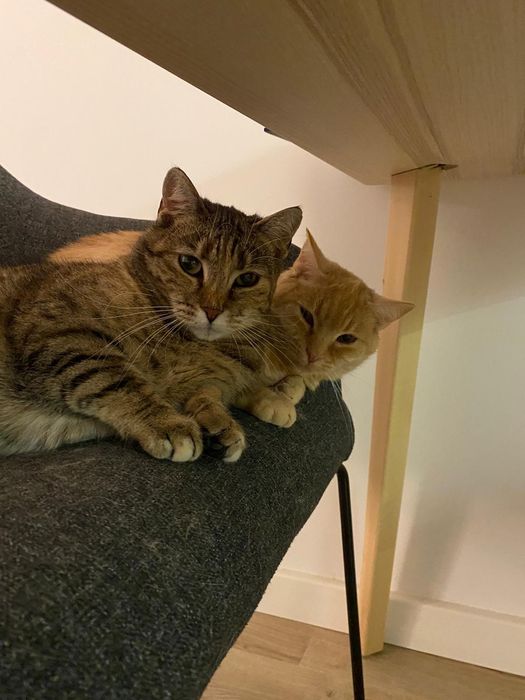 Ruda i Ada skazane na śmierć Żyją szukają domu .Tylko razem .