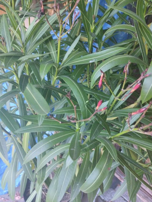 Różowy Oleander 150 cm