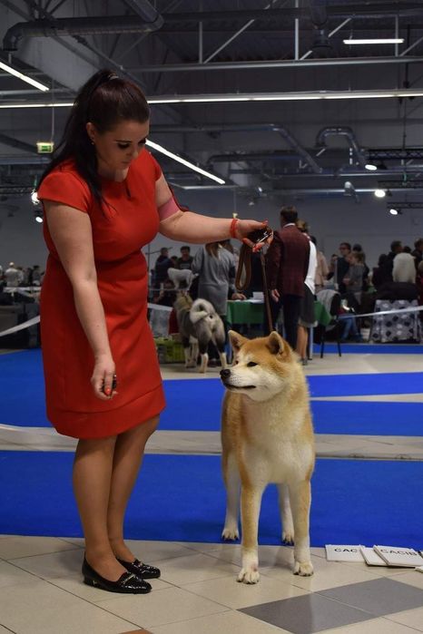 Akita japońska  suczka ZKwP