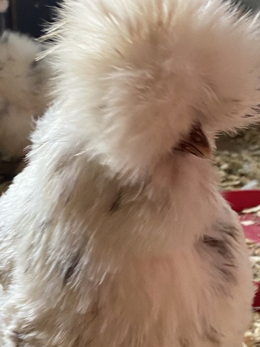 Яйцо інкубаційне китайська шовкова