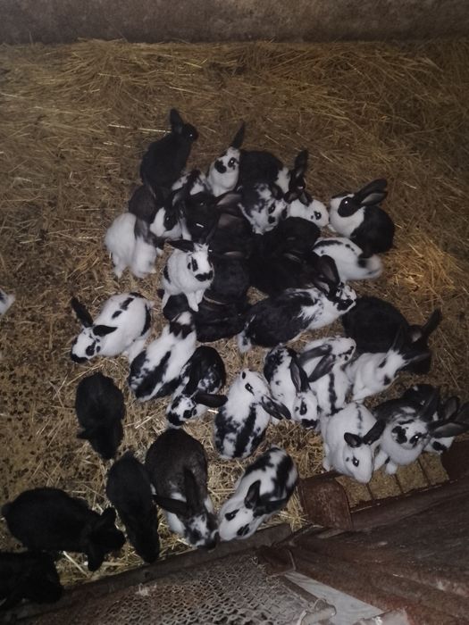 Króliki młode do dalszej hodowli oraz samice zakocone