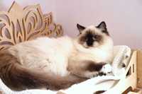 Самий красивий котик породи Ragdoll. Очі яскраві блакитні