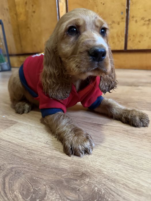 Piesek Cocker Spaniel Angielski