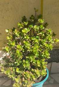 Planta jade/ Crassula ovata