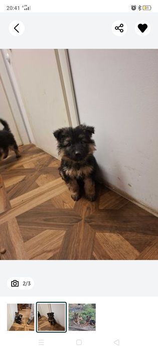 Oddam za darmo szczeniaka