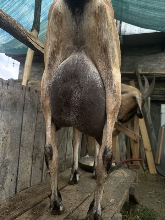 Продам кози альпійськоі породи