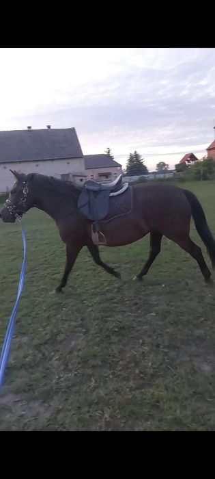 Sprzedam klacz huculską