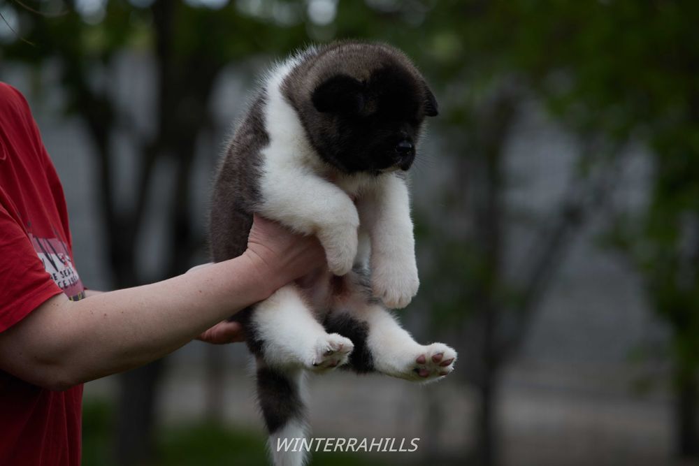 Американская Акита ~ American Akita FCI ! КСУ