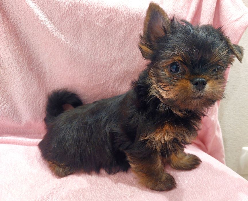 Йоркширський тер’єр