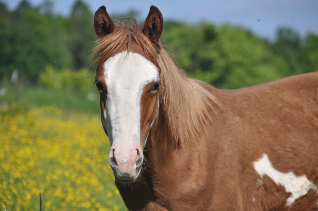 APH American Paint Horse Aqh