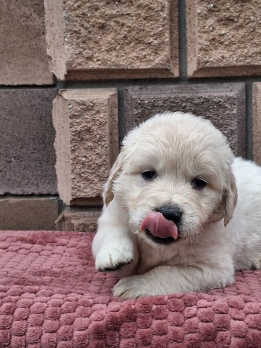 Золотинка-хлопчик від Чемпіонів