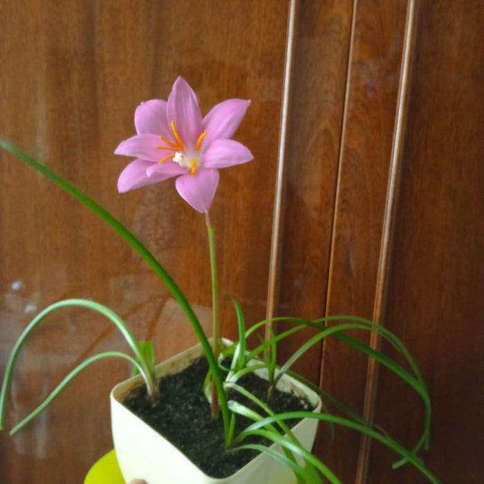 Кімнатна рослина Зефірантес рожевий