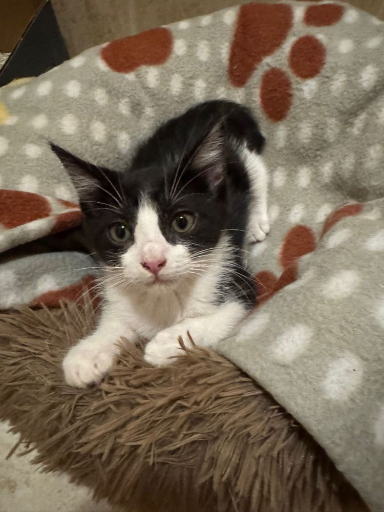 Gatos bebes para adoção responsavel