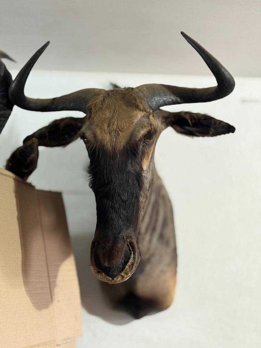 Голова Блакитної Гну - Чучело