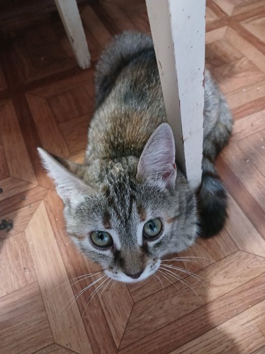 Кішечка з цікавим забарвленням.(2 мес.)