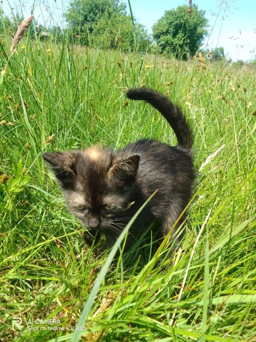 Кошенята 2 місяці в добрі рукі