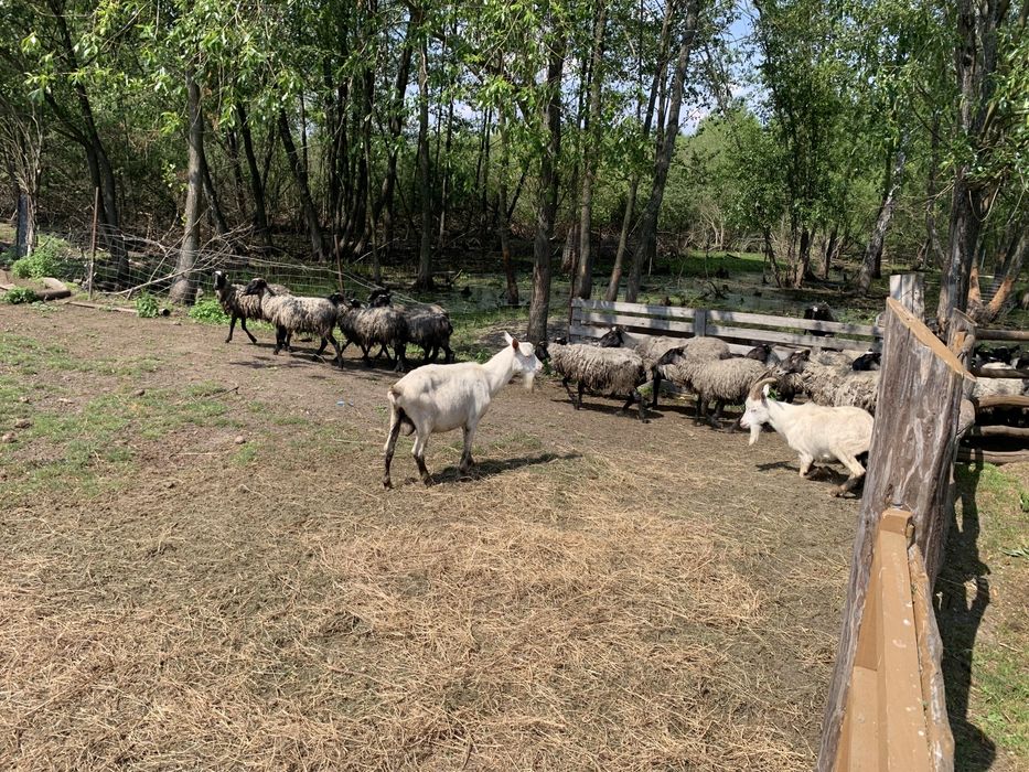 Барашки романівської породи