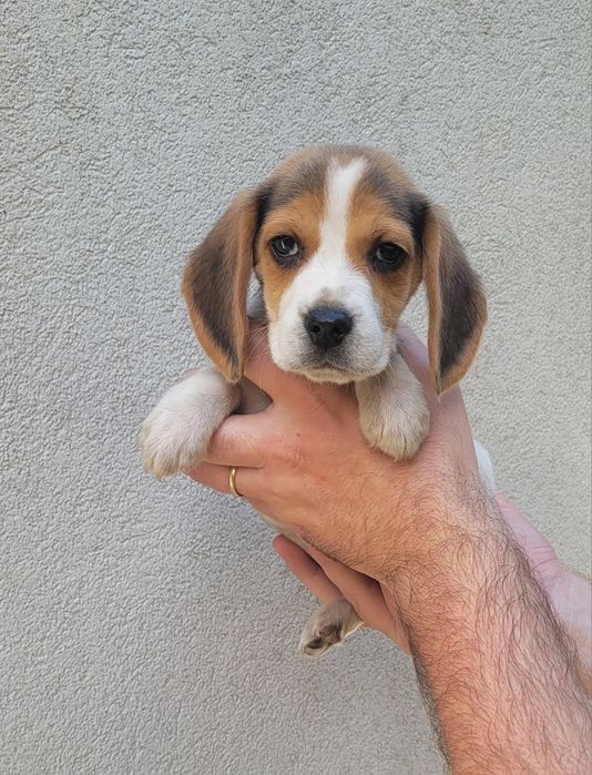 Beagle macho bebé