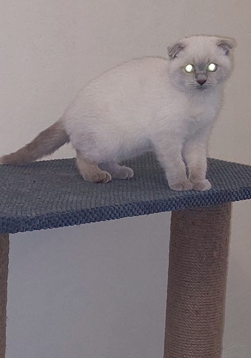 Шотландская вислоухая Девочка. Окрас Блю-пойнт.