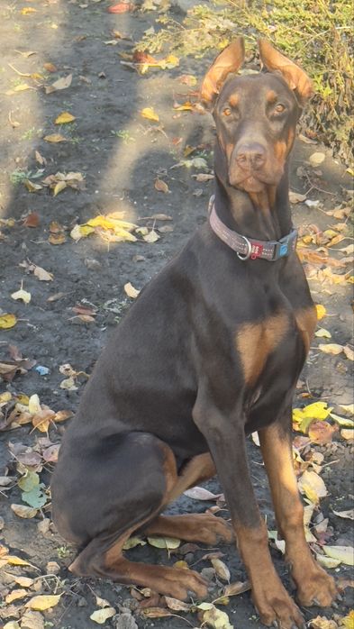 Продам добермана!