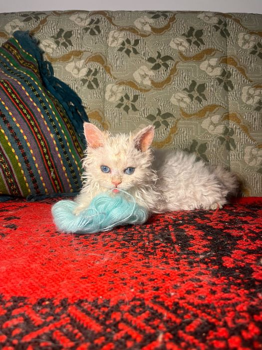 Kotka rasy selkirk rex