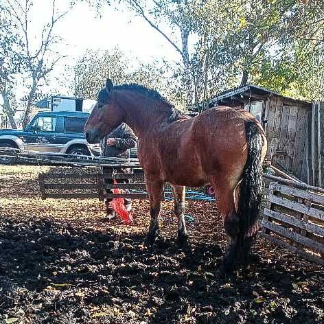 Sprzedam wysoką klacz do zaprzęgu
