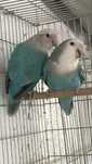 2 casais reprodutores agapornis longfheter