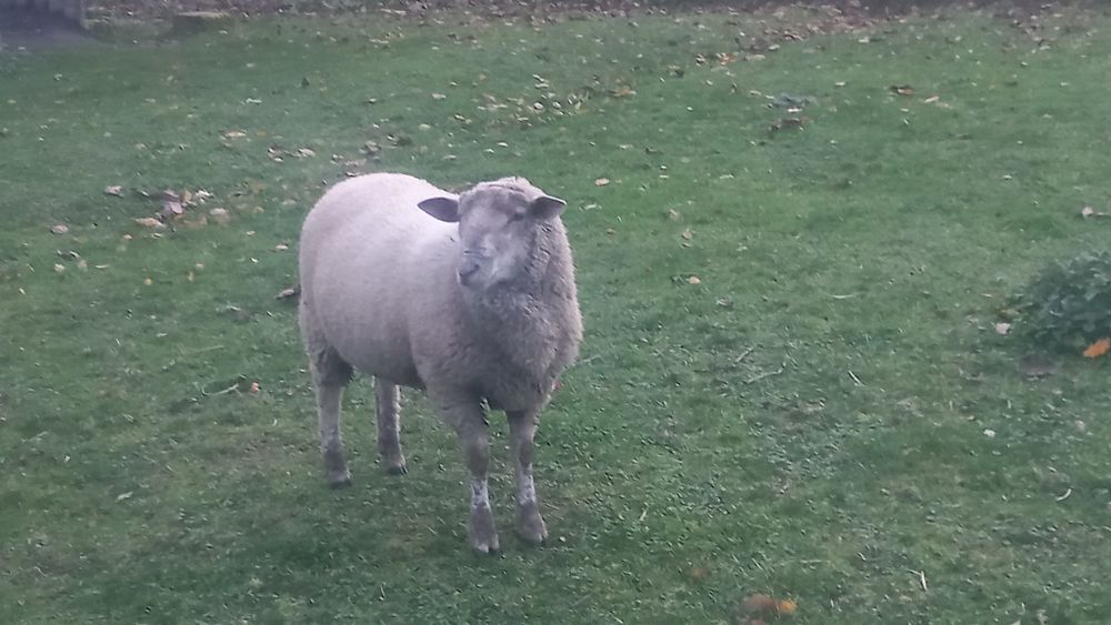 Baran Tryk Owca Jagnie