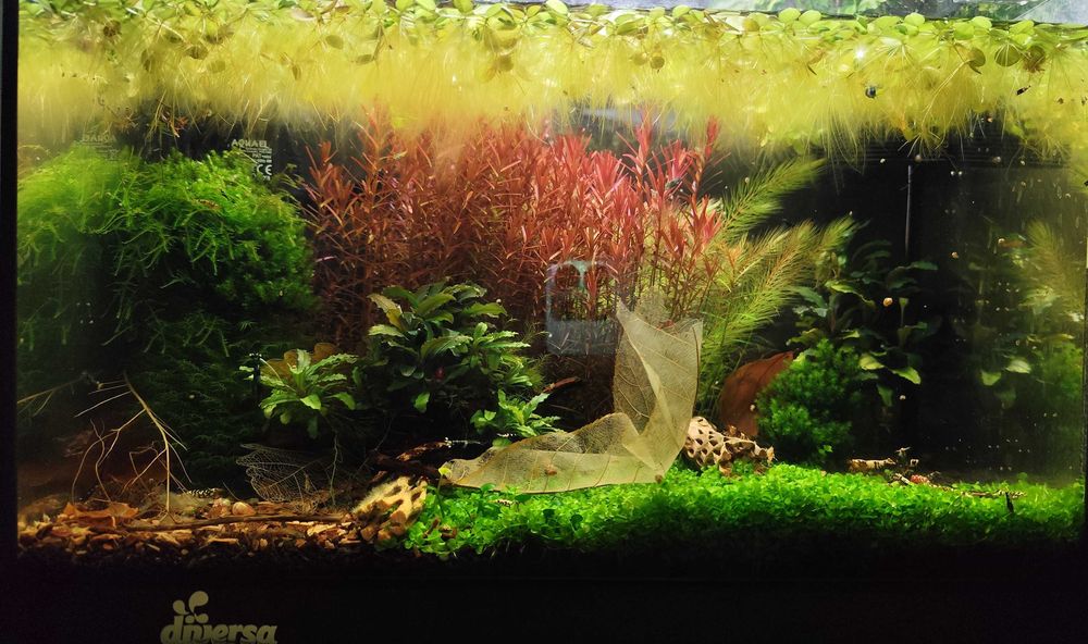 Mega przycinka roślin akwariowych