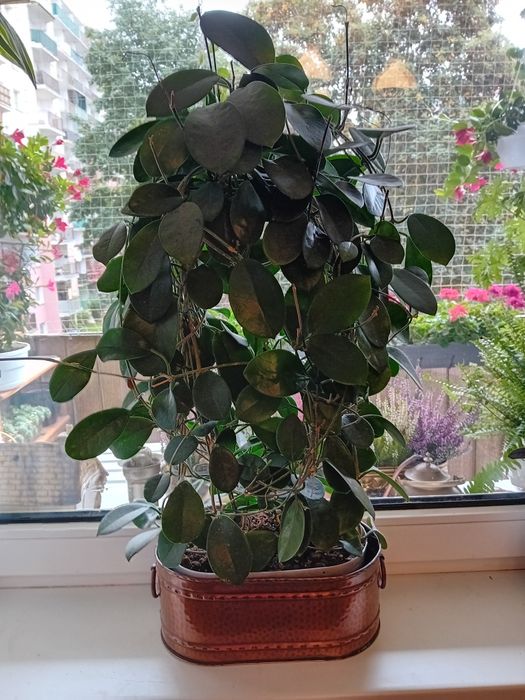 Hoya Hoja kwiat doniczkowy