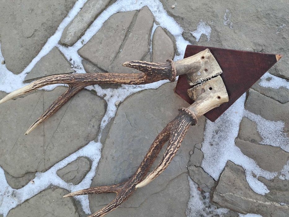 Jelen sika, poroze, rogi, zrzuty