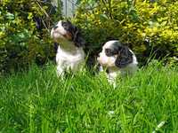 Szczeniaczki Cavalier King