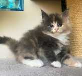 Maine Coon -Niebieska  Szylkretka!