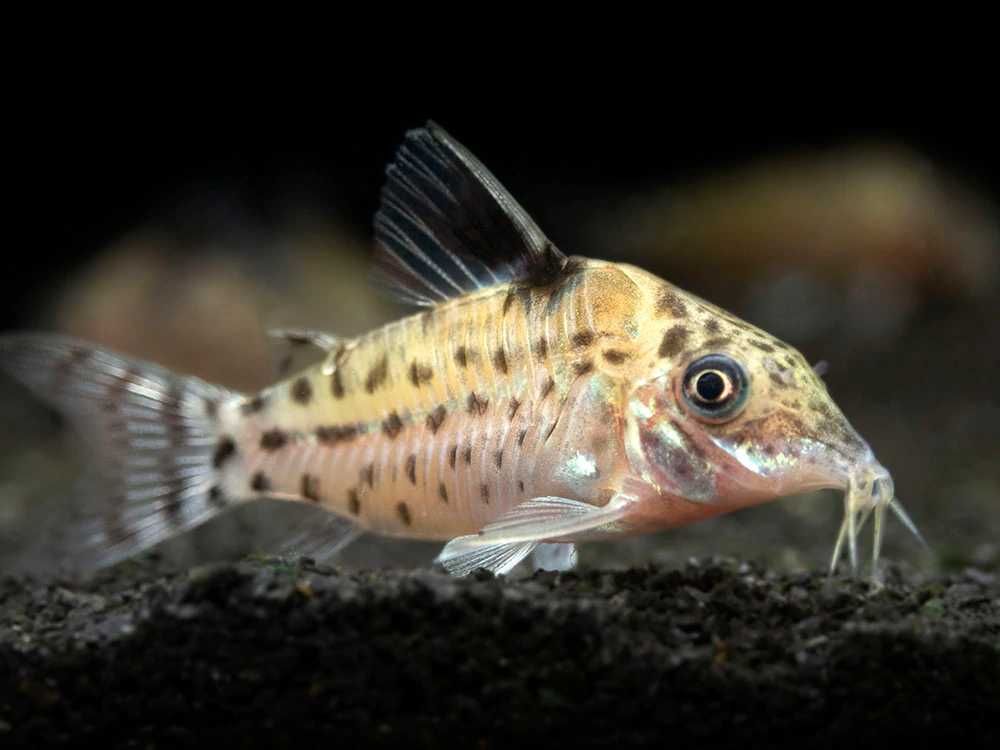 Kirysek Agassiza - Corydoras agassizii - Kirys - dowóz, wysyłka