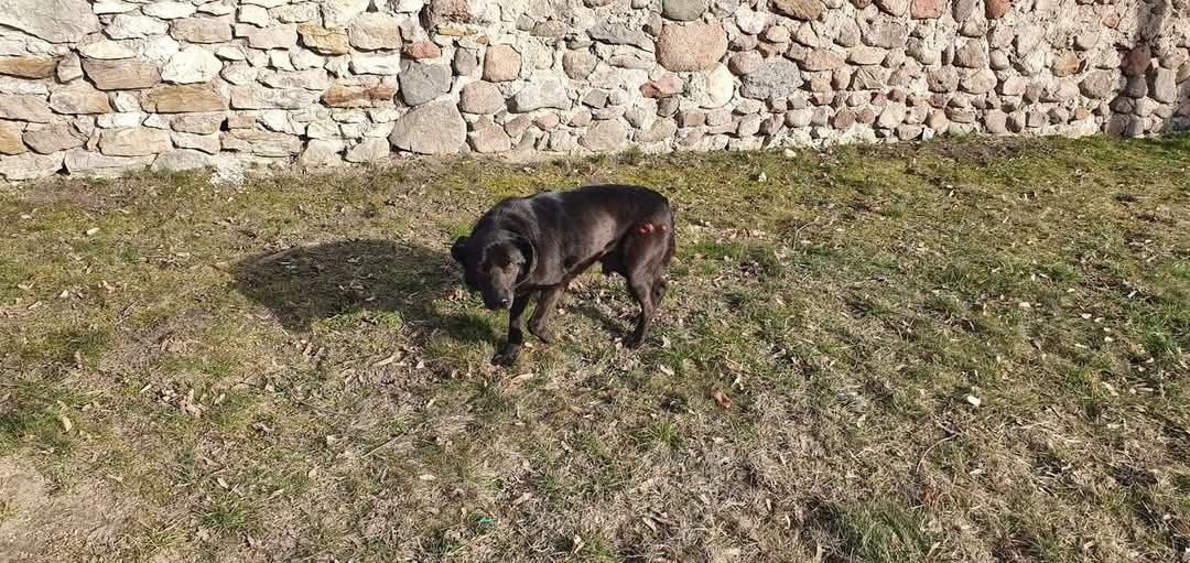 Młody Laos czy czarna sierść będzie jego przekleństwem?! Adopcja dt