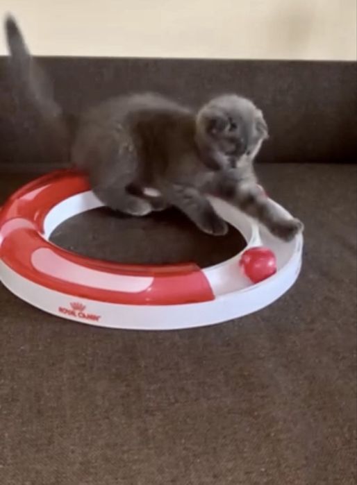 Іграшки та хатинка для котика