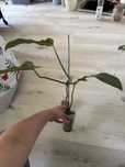Philodendron jerry horne filodendron