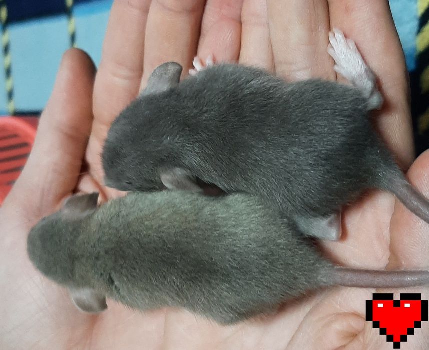 Щур, крыса, криса Дамбо Хаскі,  різні кольори  + клітка, гамак