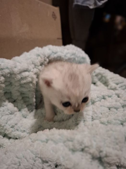 Чистокровная шотландска прямоуха,девочка