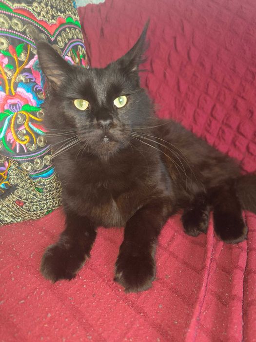 Кішечка породи Мей Кун шукає котика для в'язки