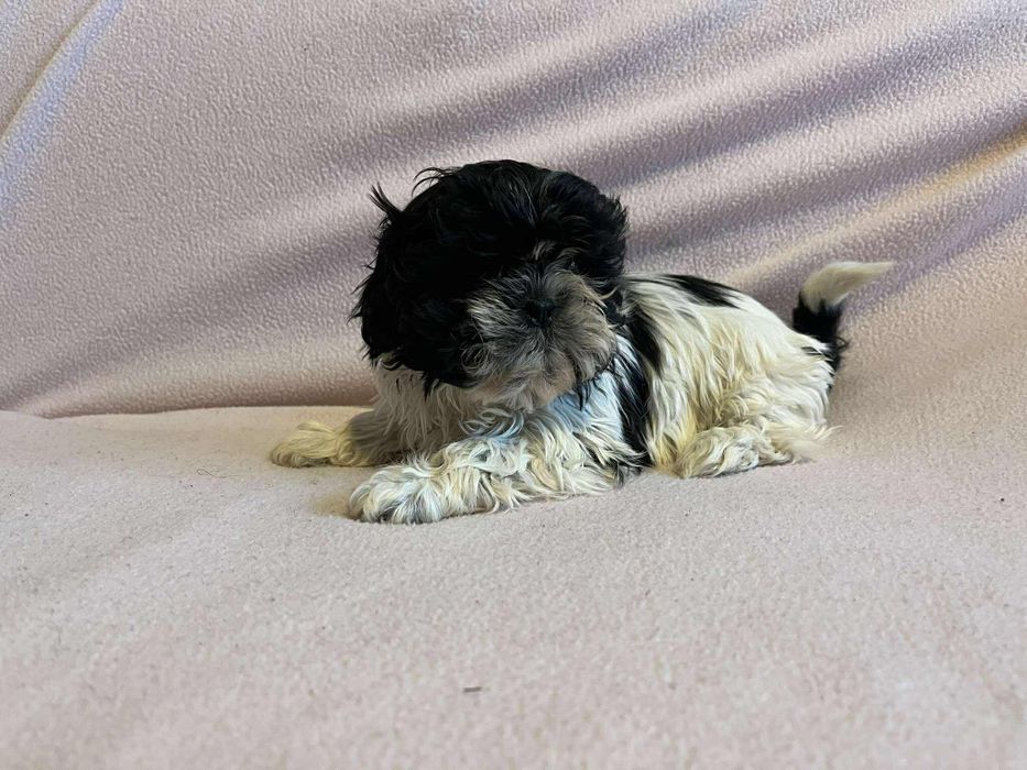 Shih tzu malutka sunia